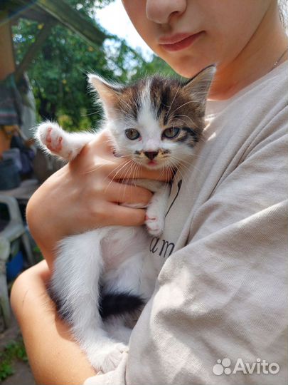 Котенок, котята, кошка