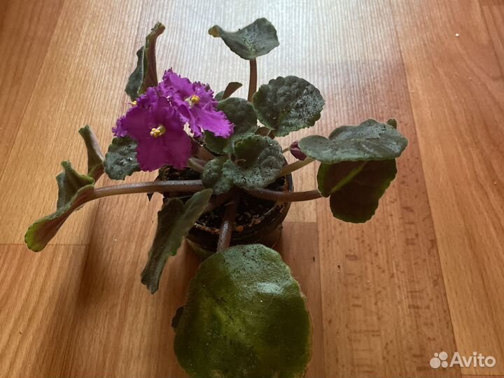 Фиалка в горшке