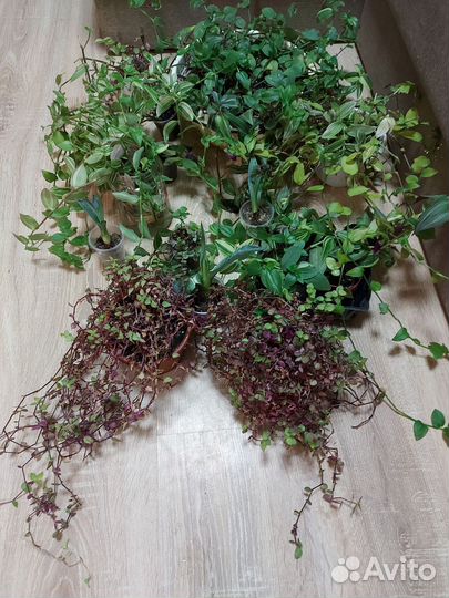 Комнатные растения