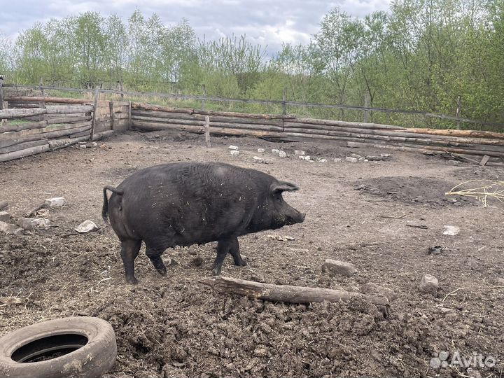 Свиноматок продам