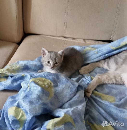 Отдам котенка в добрые руки