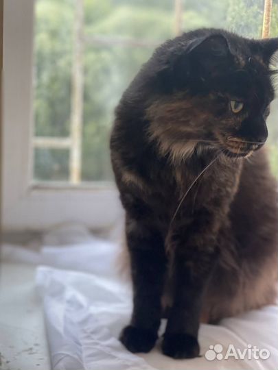 Кошка Герда в добрые руки