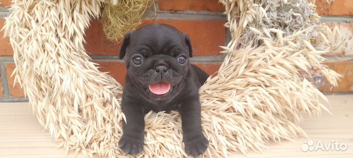 Щенки мопса