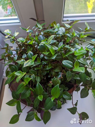 Коллизия зеленая