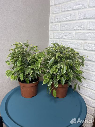 Фикус бенжамина кинки комнатные цветы