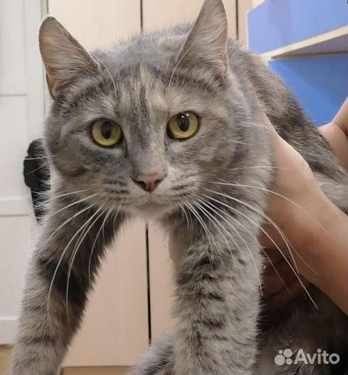 Отдадут кошку в добрые руки. Ласковая, спокойная)