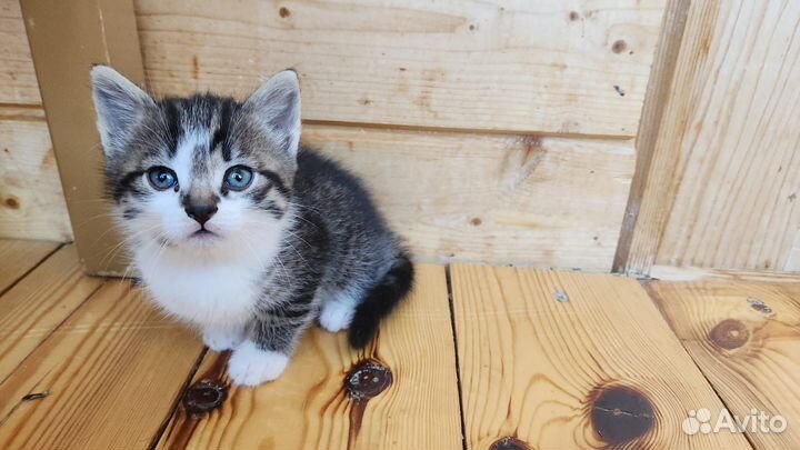 Котёнок мальчик