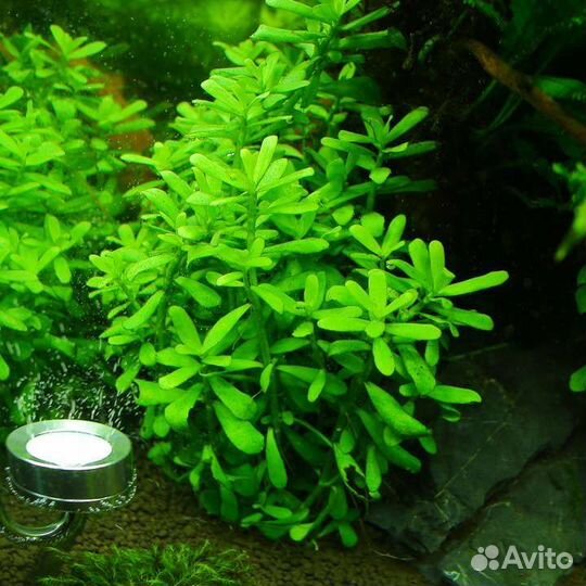 Аквариумные растения
