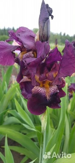Ирисы бородатые сортовые