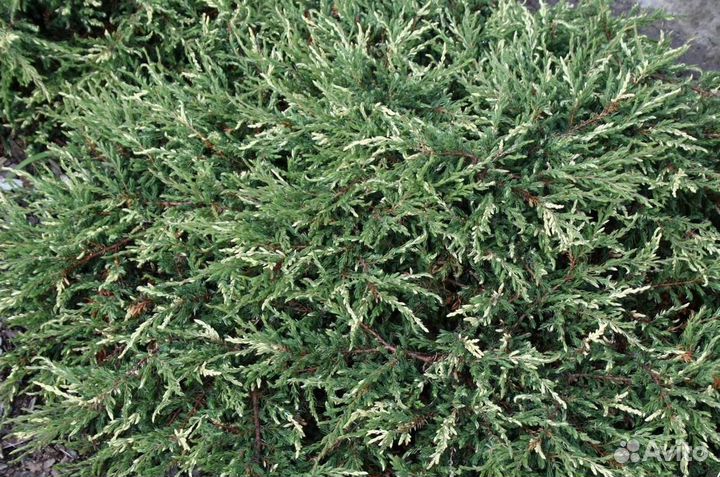 Саженцы Можжевельник
