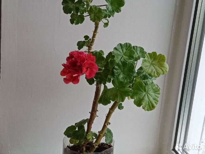 Красная герань