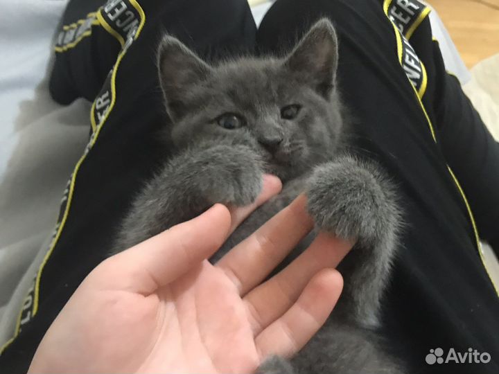 Отдам котенка