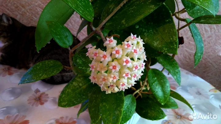 Хойи паразитика, карноза, кумингиана