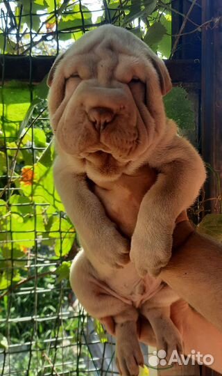 Щенки шарпей