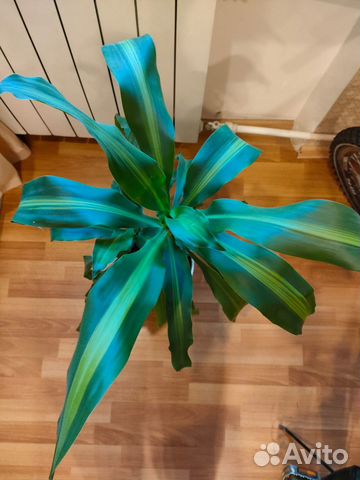 Пальма Драцена (Юкка) Фрагранс