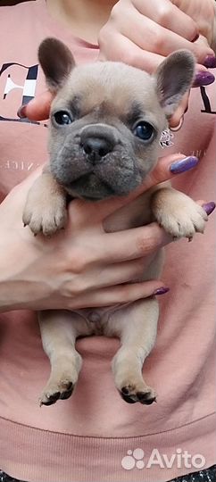 Французский бульдог
