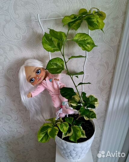 Цветы для дома и офиса