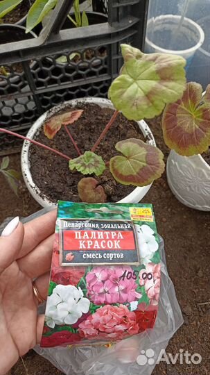Пеларгония зональная