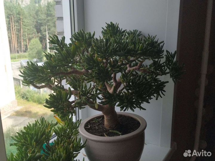 Крассула хоббит