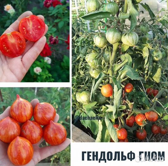 Томаты низкорослые (гномы)