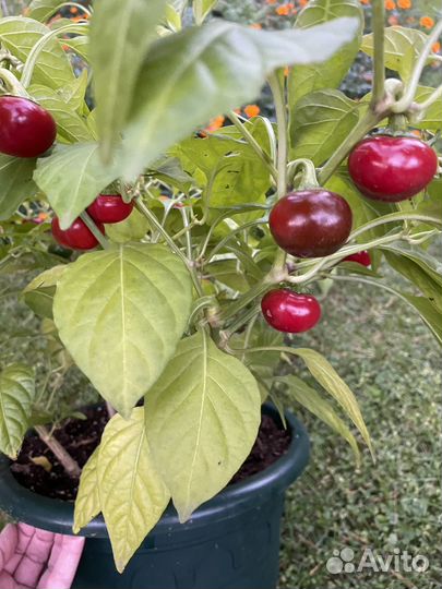 Семена домашние китайский перец чили