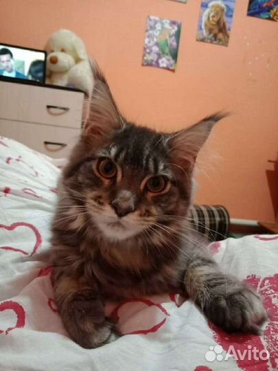 Мейн-кун Вязка