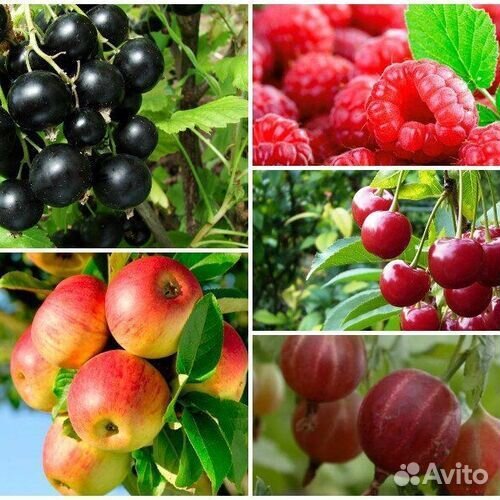 Садовые многолетники