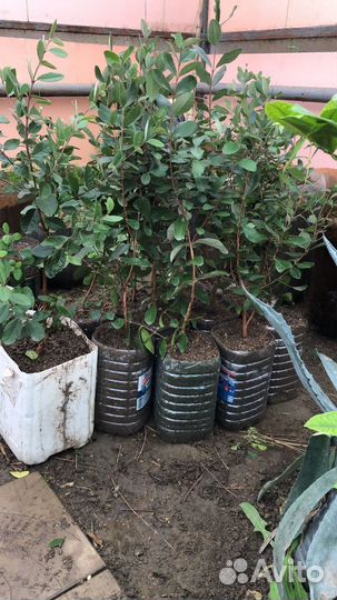 Саженцы фейхоа