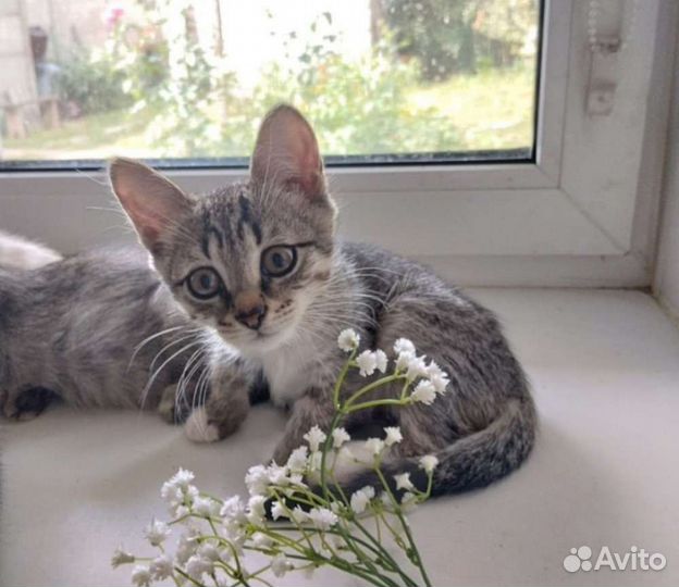 Ласкова девочка 1.6мес