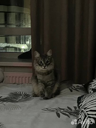 Кошка