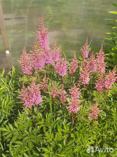 Астильба саженцы