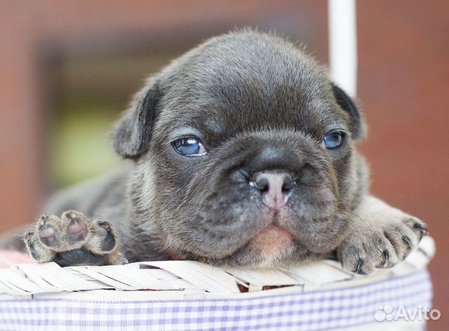 Невероятный голубой щенок французского бульдога объявление продам