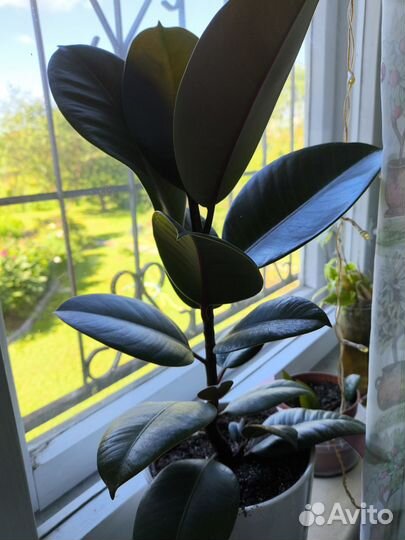 Фикус каучуконосный эластика