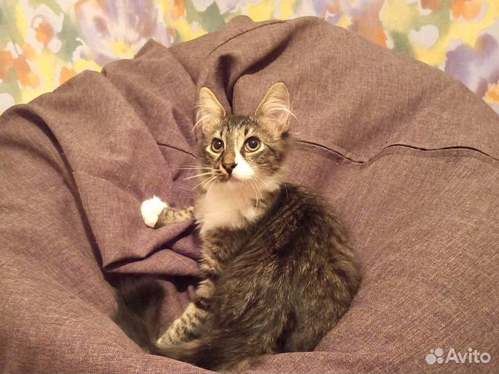 Отдам котенка в добрые руки