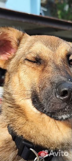 Самая лучшая собака