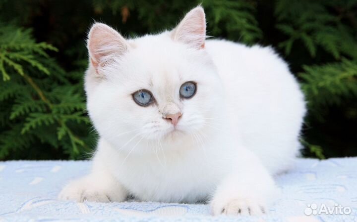 Британские котята золотая и серебристая шиншилла