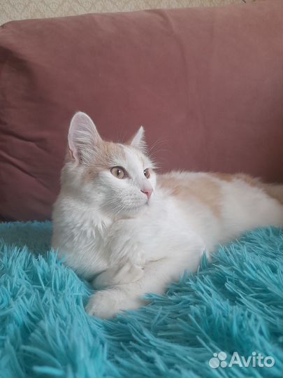 Кошка в дар