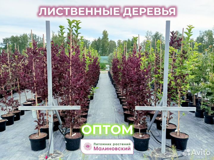Лиственные деревья Опт Питомник