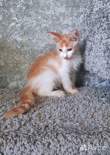 Котенок мейн-кун девочка
