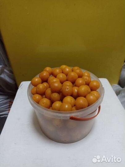 Алыча желтая