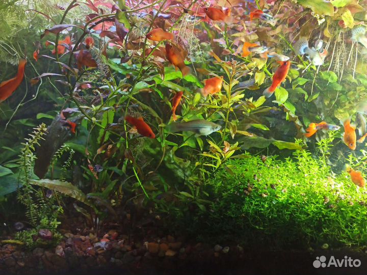 Аквариумные растения