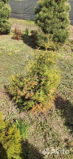 Туя брабант