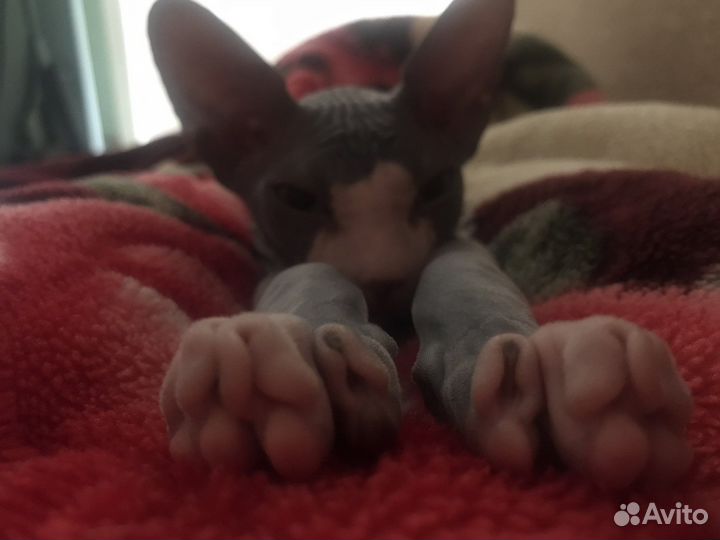 Донской сфинкс вязка