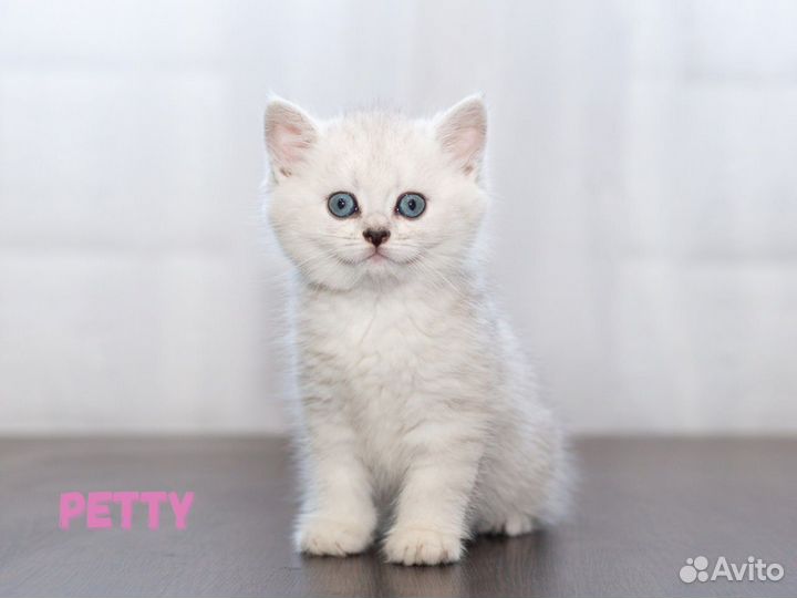 Клубные британские котята