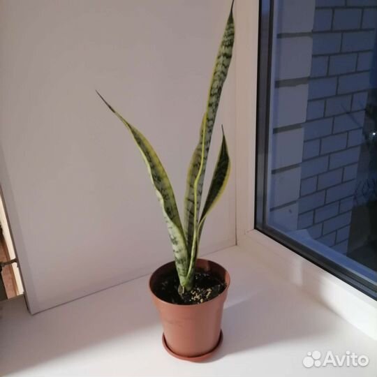 Фикус, сансевиерия, комнатные растения