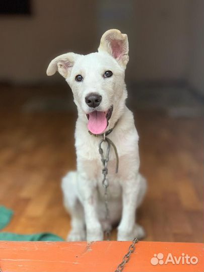 Щенок ищет дом