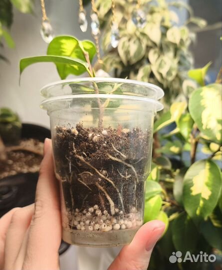 Фикус Бенджамина Блэк Даймонд