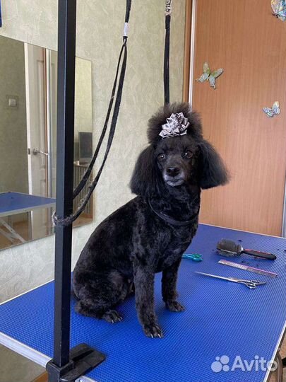 Стрижка собак / грумер / груминг