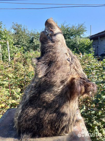 Чучело головы кабана