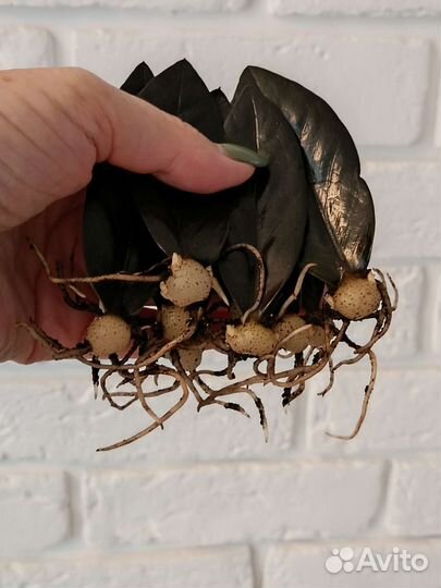 Замиокулькас: Давен, Равен, Зензи,Ланцетовидный